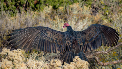 Turkey Vulture 5