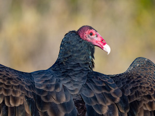 Turkey Vulture 6