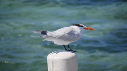 Closeup white bird on boardwalk by the sea
