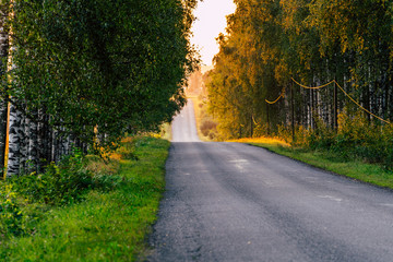 Sun Shining at the End of the Road with Birch Alley Besides it
