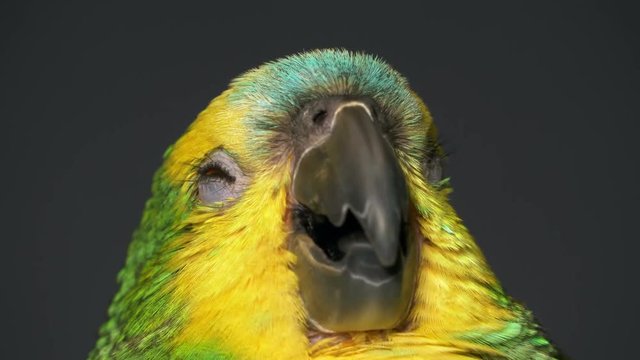 yawning baby amazon parrot 