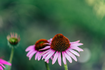 Isolated Flower in Garden With Blurred Background and Free Space for Text