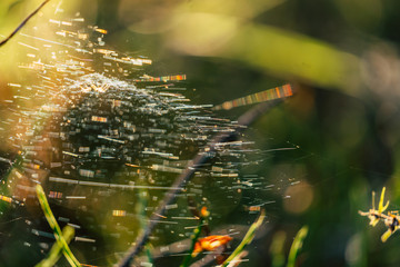 Closeup of Forest Vegetation with Grass and Foliage with Blurred Spider Web