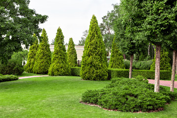 Garden with meadow and lawn and planted coniferous evergreen plants in the form of bushes and hedges, as well as thuys planted in a row carved out by a pyramid.