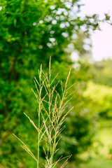 Isolated Grass Stalks With Blurred Background and Free Space for Text