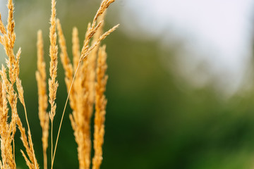 Isolated Grass Stalks With Blurred Background and Free Space for Text