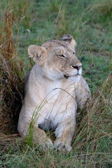 Lion in the Masai Mara, Kenya, Africa