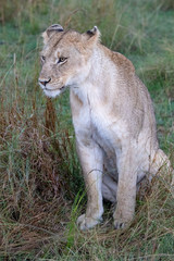 Lion in the Masai Mara, Kenya, Africa