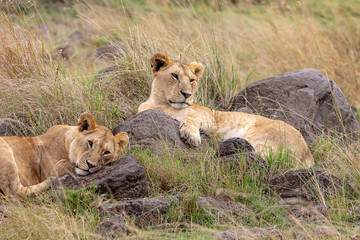 Lion brothers resting on the Masai Mara, Kenya, Africa