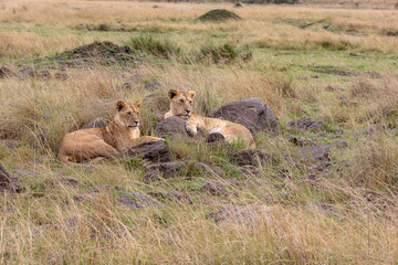 Lion brothers resting on the Masai Mara, Kenya, Africa