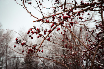 red fruits of hawthorn in winter