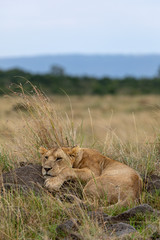Lion asleep on the Masai Mara, Kenya, Africa