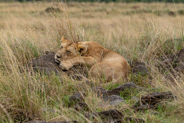 Lion sleeping on the Masai Mara, Kenya, Africa