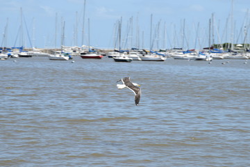 Gaviota Cangrejera en Montevideo