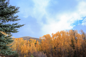 Fototapeta premium Colorado Fall Trees