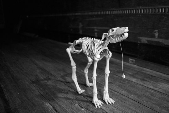 dog skeleton toy