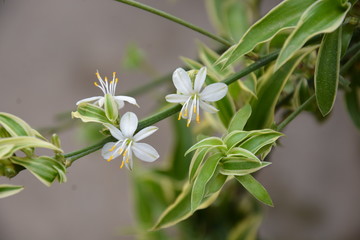 Naklejka premium lily of the valley