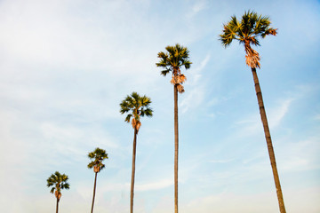 view of Palm trees  with beautiful sky In the evening