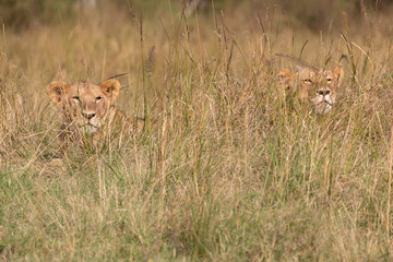 Lion brothers peaking out of grasslands, Masai Mara, Kenya, Africa
