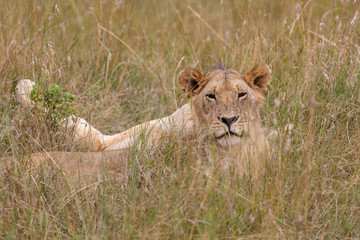 Lion resting in the grasslands on the Masai Mara, Kenya, Africa