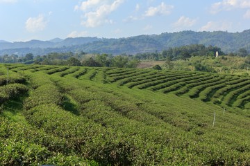 Beautiful tea plantation on the mountain