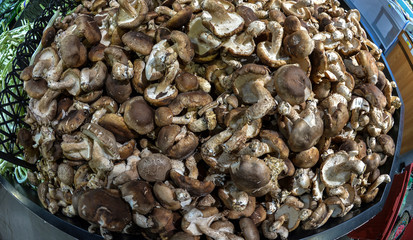 Mushrooms in the natural environment
