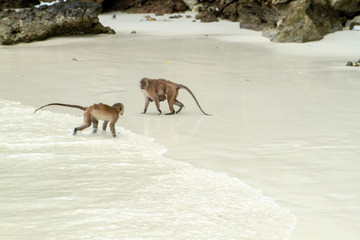 monkey in the sand