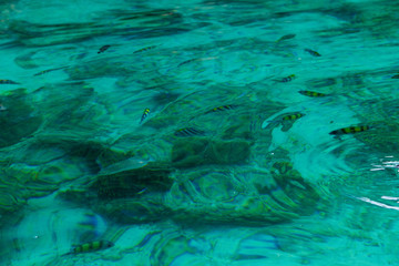 Fototapeta na wymiar Phi Phi island fish