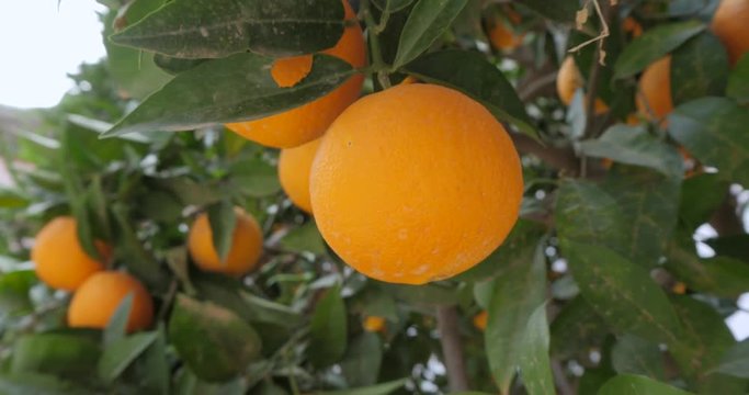 Orange trees cultivation