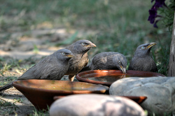 thirsty birds with water bowl 