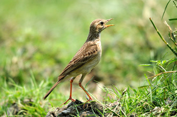 Pipit with green background 