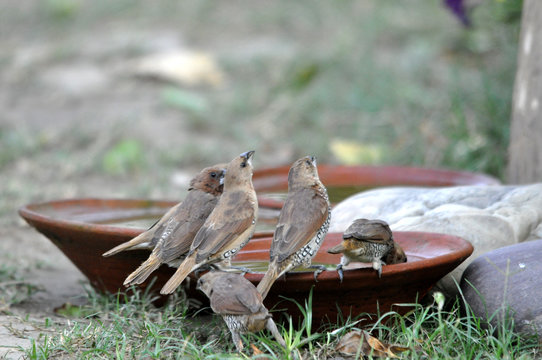 thirsty birds with water bowl 