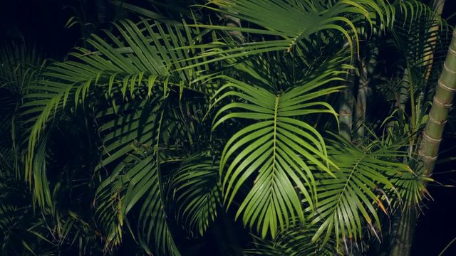 Palm tree leaves at the garden. Evening time