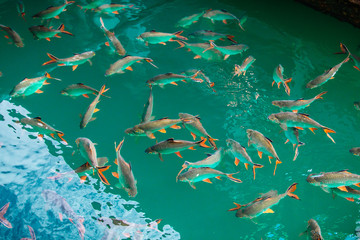 Fototapeta premium Fish in natural attractions in Ratchaprapha Dam at Khao Sok National Park, Surat Thani Province, Thailand. 