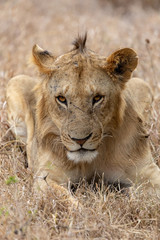 Lion portrait in Kenya, Africa