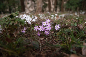 林床の花