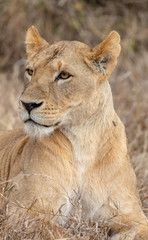 Naklejka na ściany i meble Lion portrait in Kenya Africa
