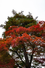 赤色に紅葉した大きな木