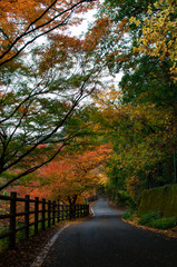 曲がりくねった道と色とりどりに紅葉した木々