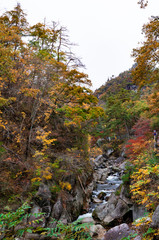 紅葉した木々の間を流れる川と力強い岩々