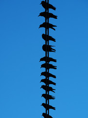 電線にとまるカラス