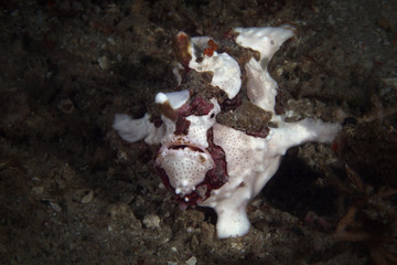 Warty frogfish  (Antennarius maculatus). Picture was taken near Island Bangka in North Sulawesi, Indonesia  