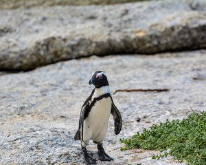 African Penguin Standing