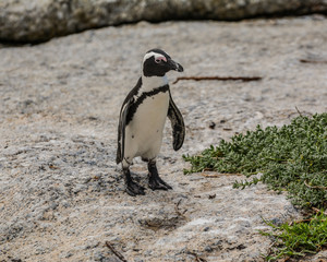 African Penguin Standing on Rock