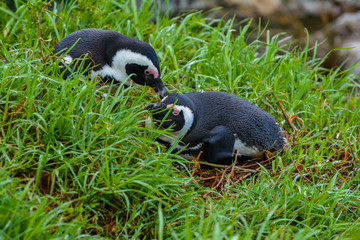 African Penguins in Grass