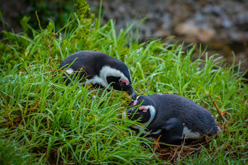 Two African Penguins