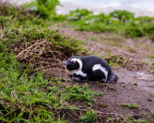 Resting African Penguin