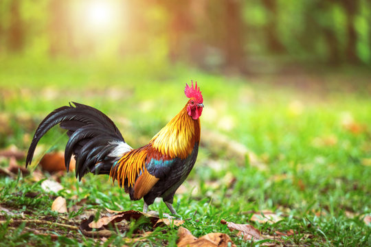 A beautiful male rooster walking in the forest on nature background