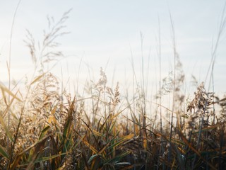 Sunrising across a field of wheat