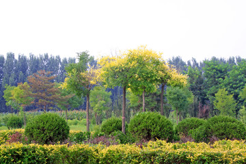 afforestation tree